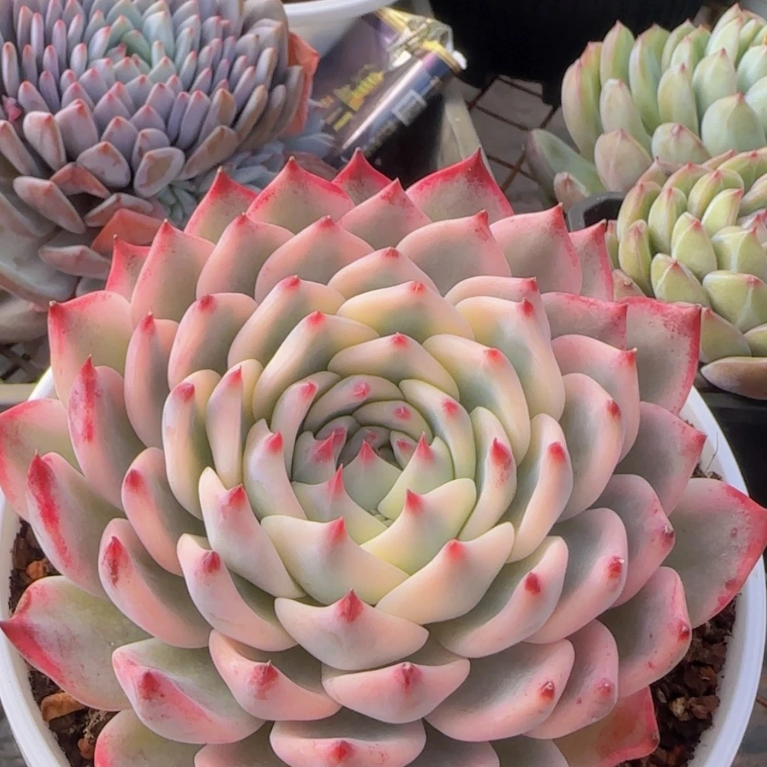 【闪购商品】吉娃娃锦99