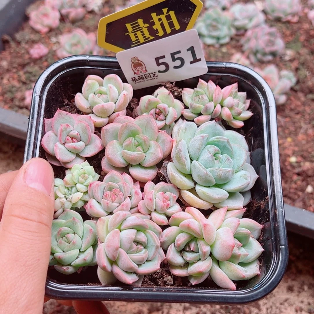 当前无花朵，栽培后可花朵