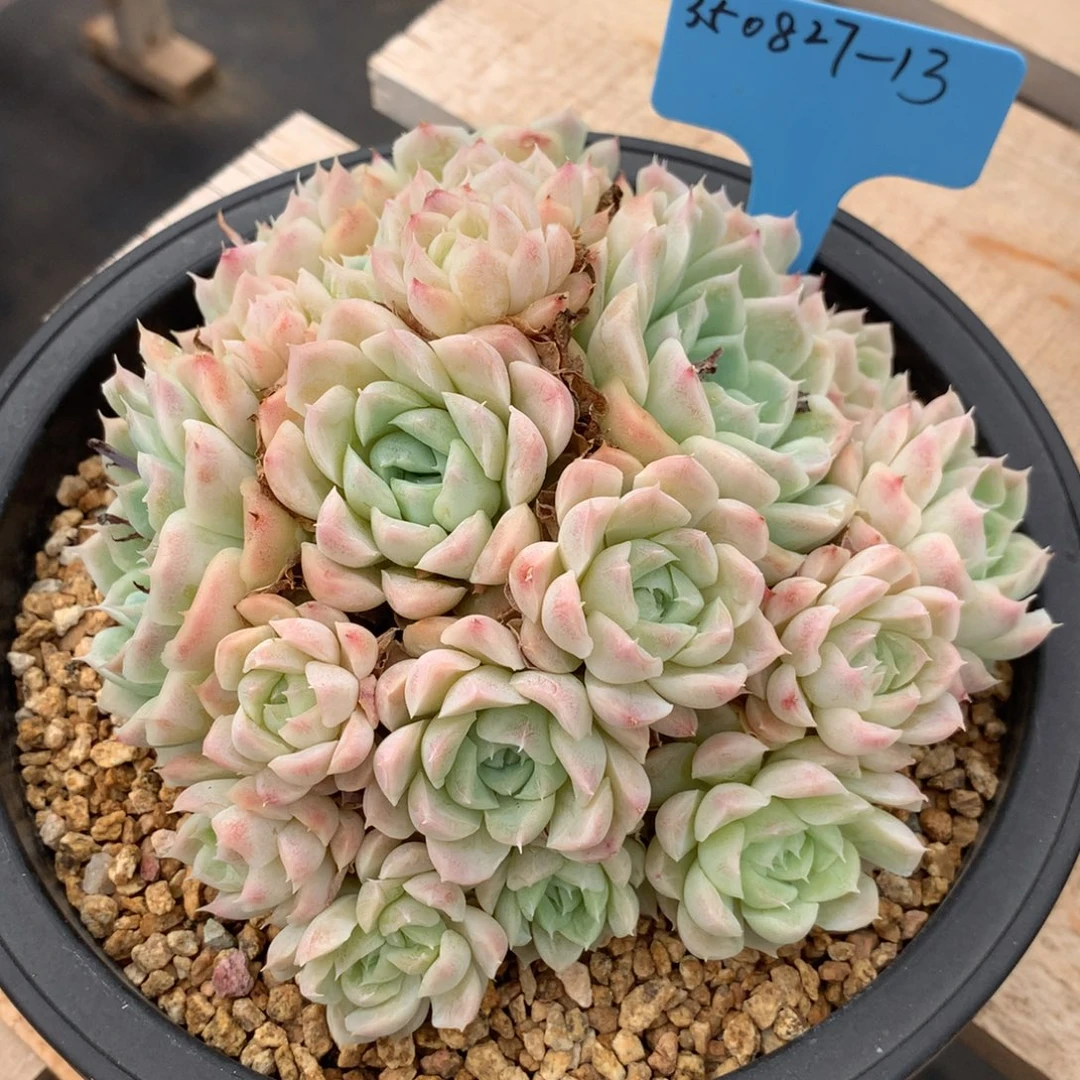 嘻***嘻350827-13白月影群