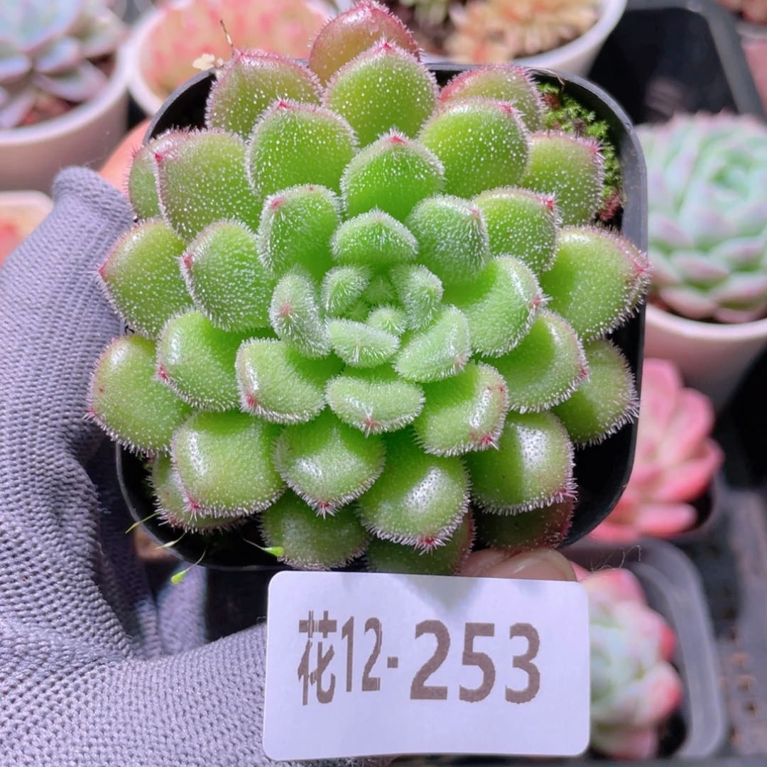 花利美12-253卡罗尔