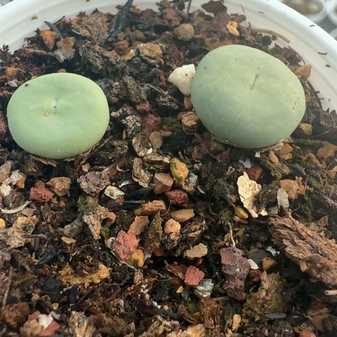 31带盆土发货红嘴两颗