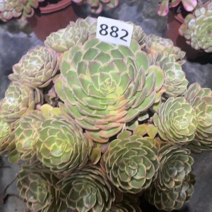 粉花妖882号多肉植物