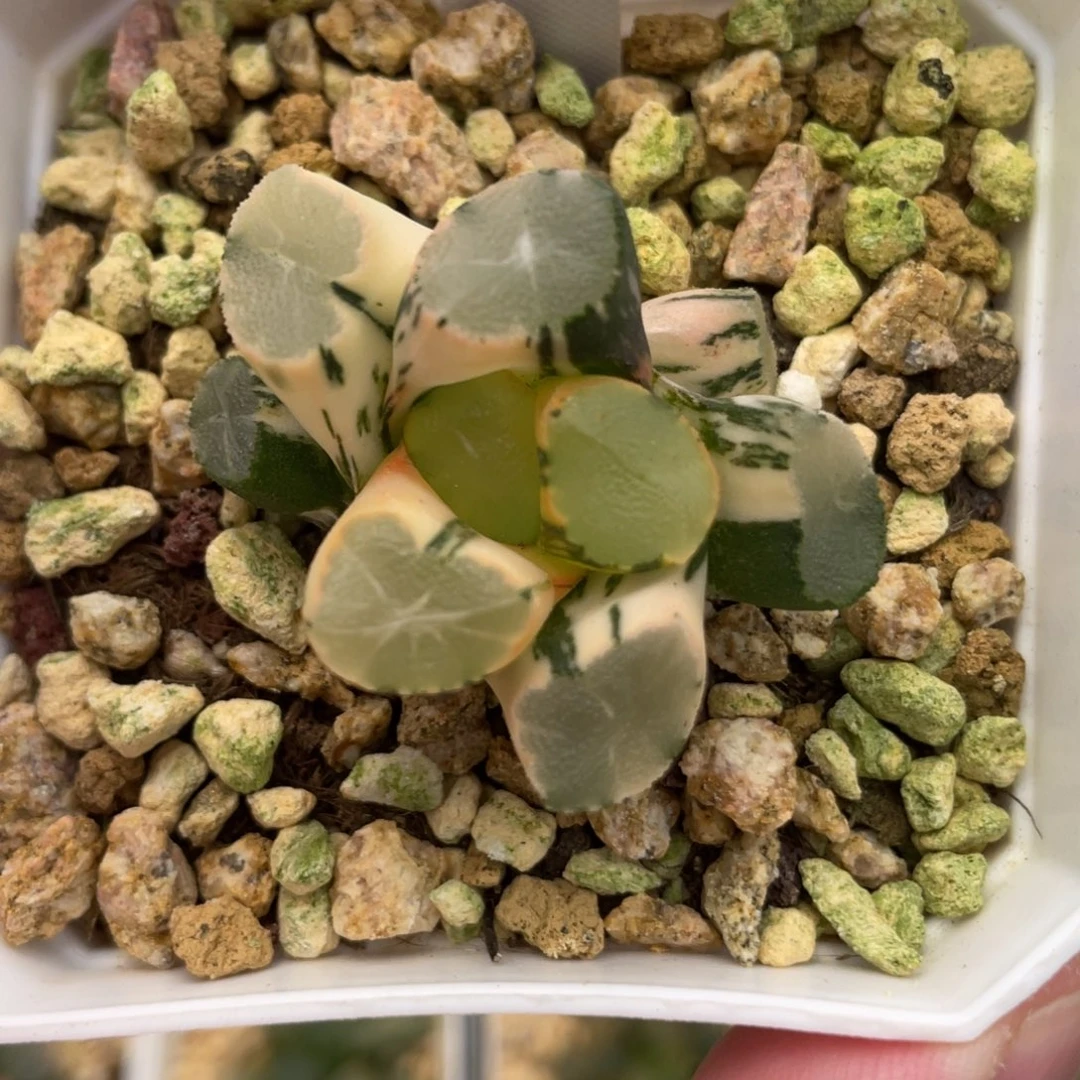 小蔡的菜园 61山之翠锦