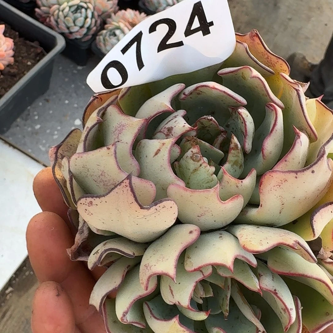 ?**?剑斯诺娃0724