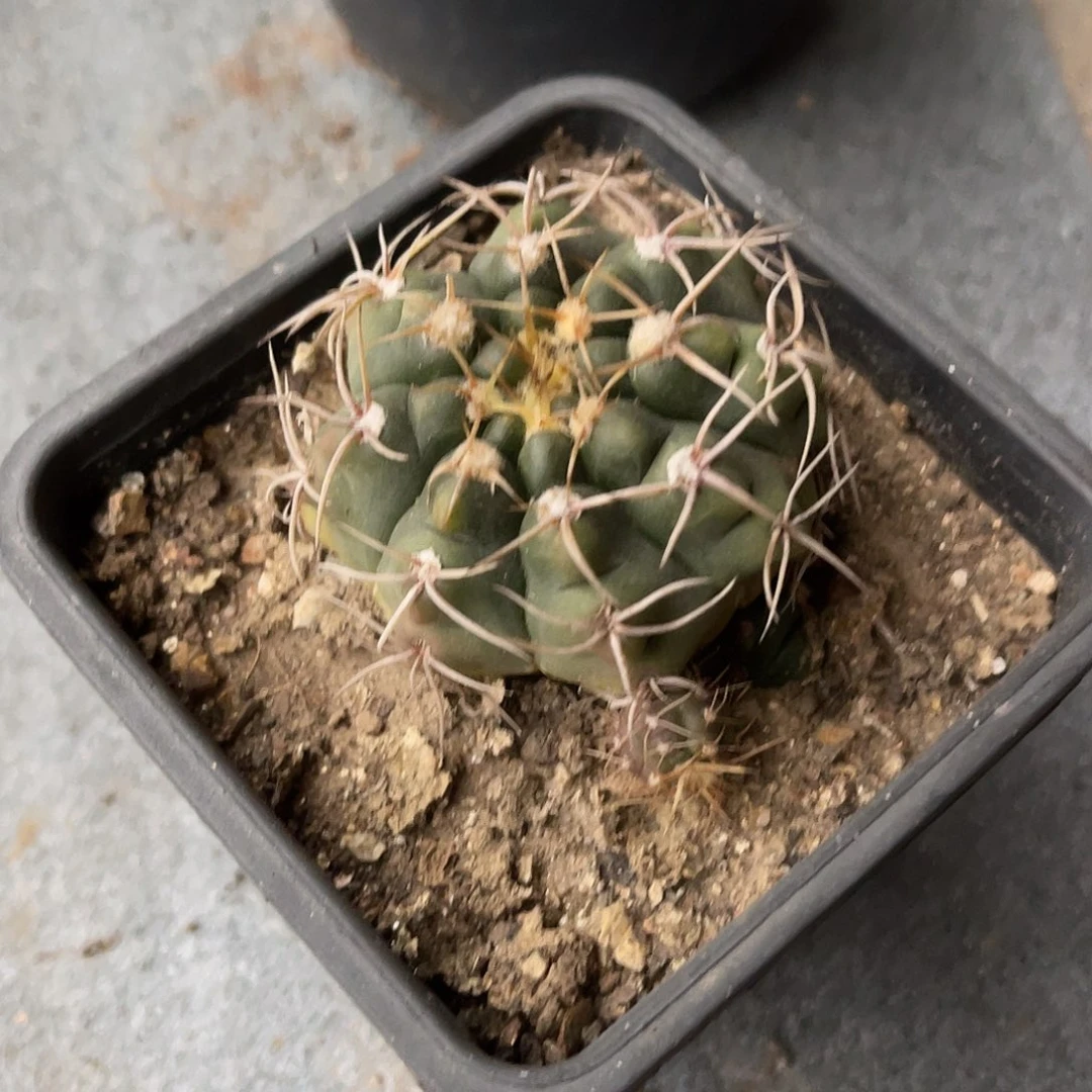 大尤龟甲豪刺仙人球