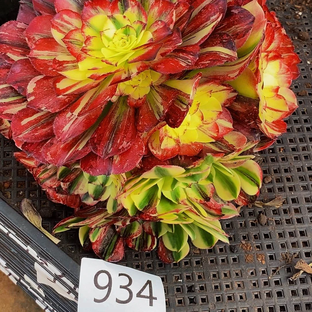 上古园艺多肉植物934