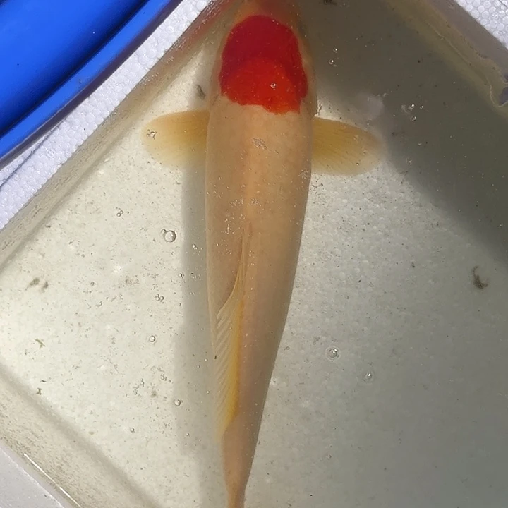 锦鲤精品锦鲤，观赏鱼锦鲤