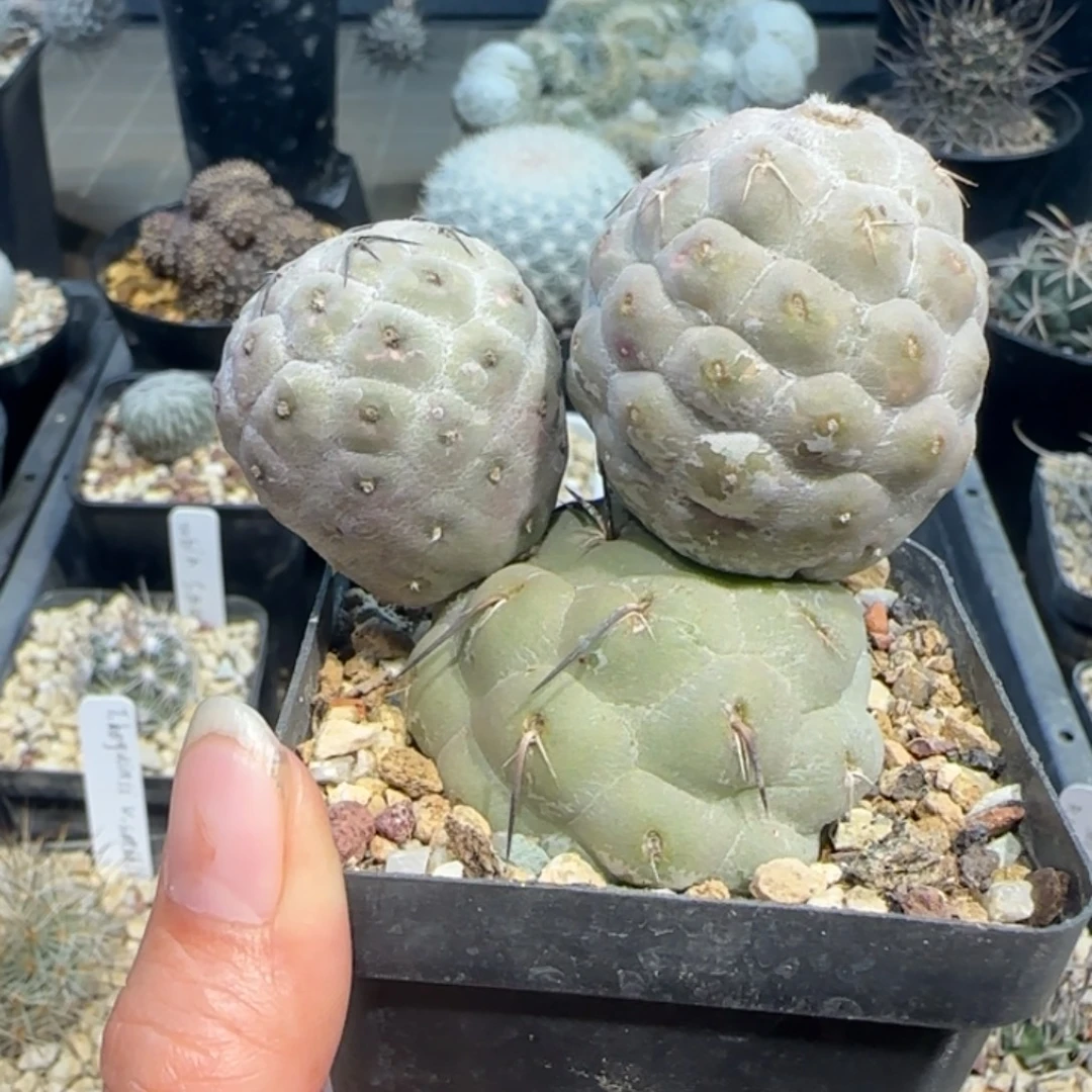 023自根米奇习志野多肉