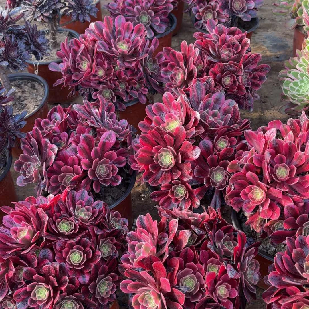 美杜莎绣球9.9多肉植物