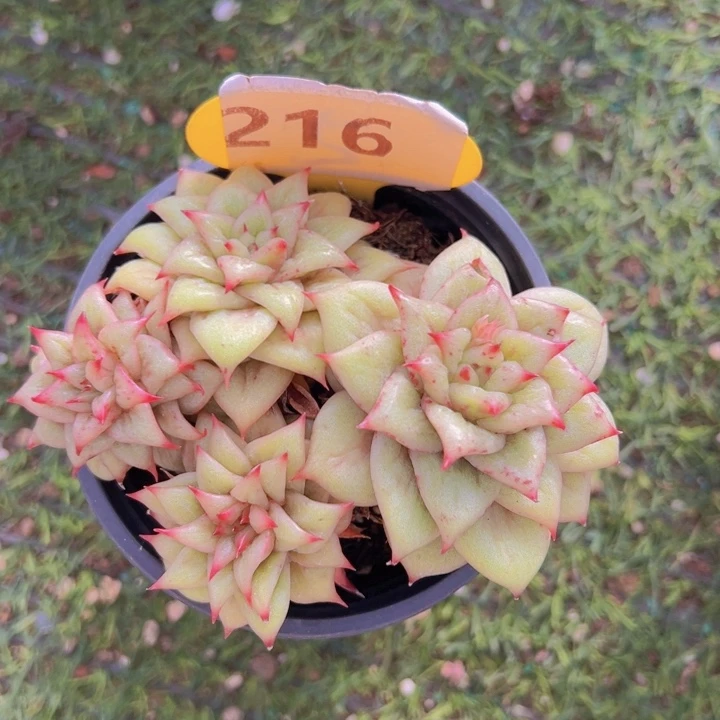 健健康康平平安安