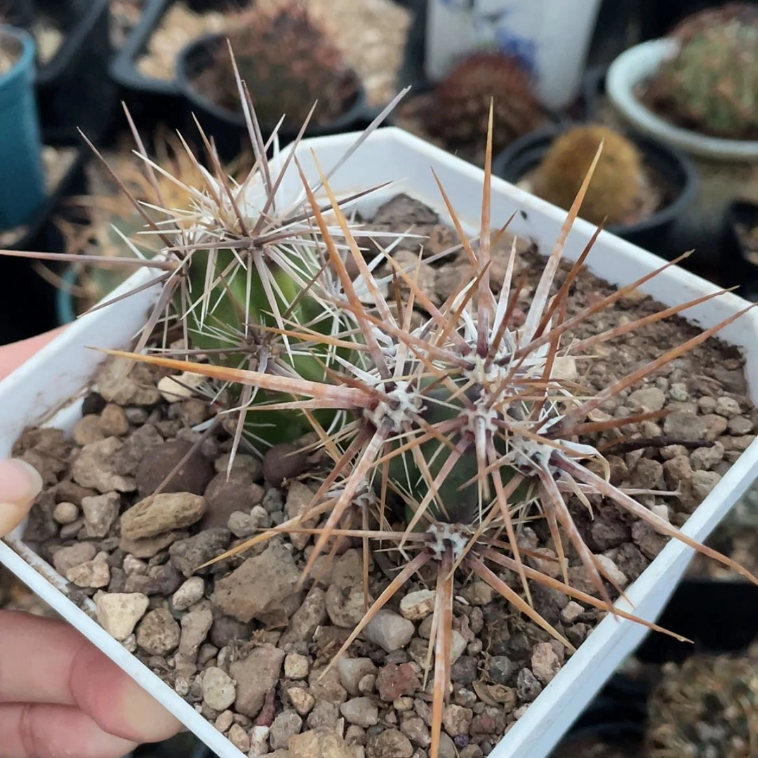 【闪购商品】武者团扇才落地666