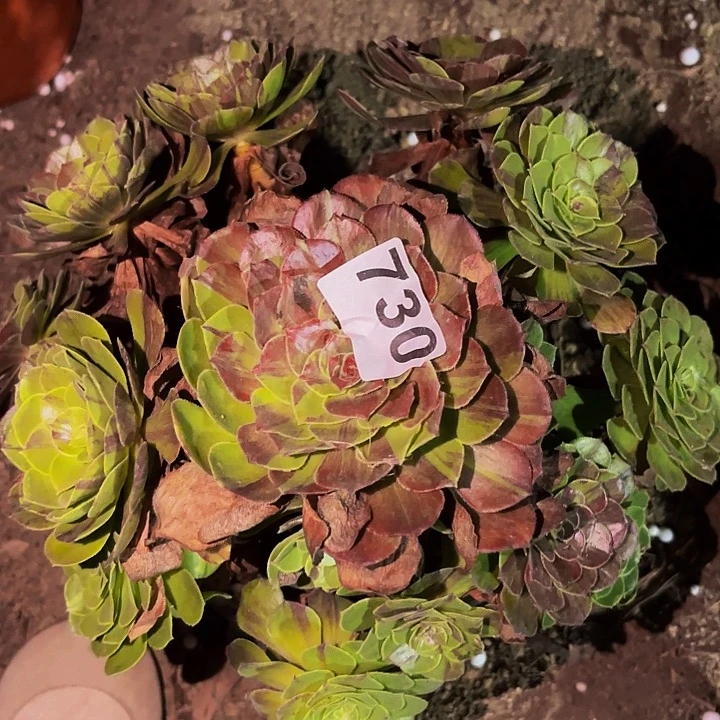 730花月夜多肉植物不售后