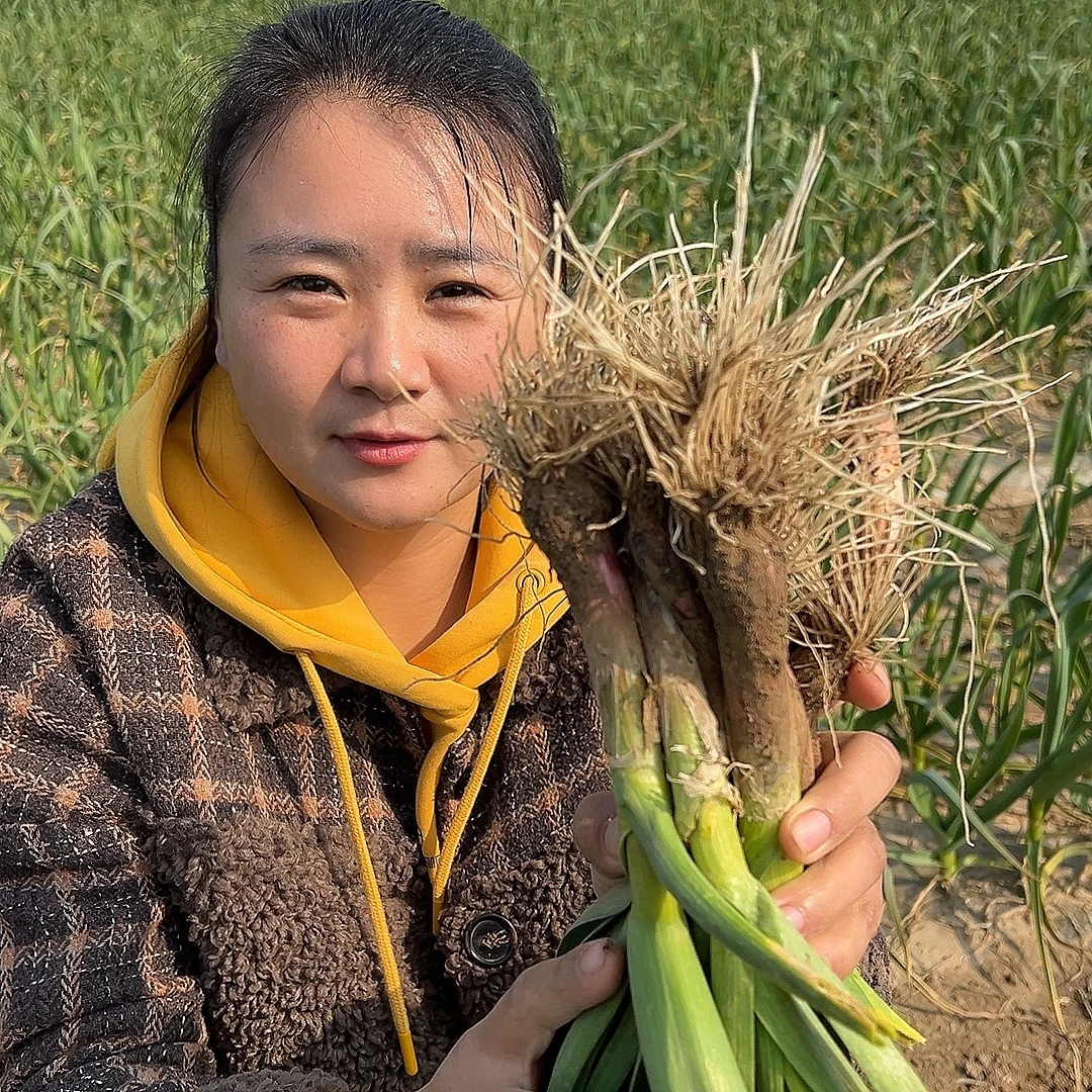 新鲜紫根蒜苗露天种植霜打霜冻当天采摘美食好吃