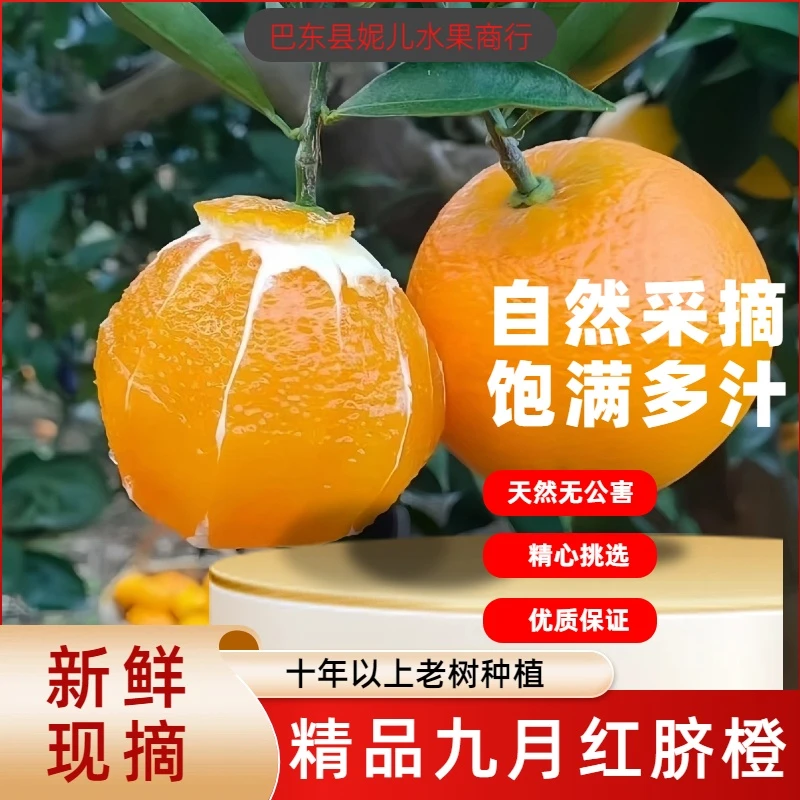 湖北巴东三峡库区九月红果冻橙新鲜细嫩多汁
