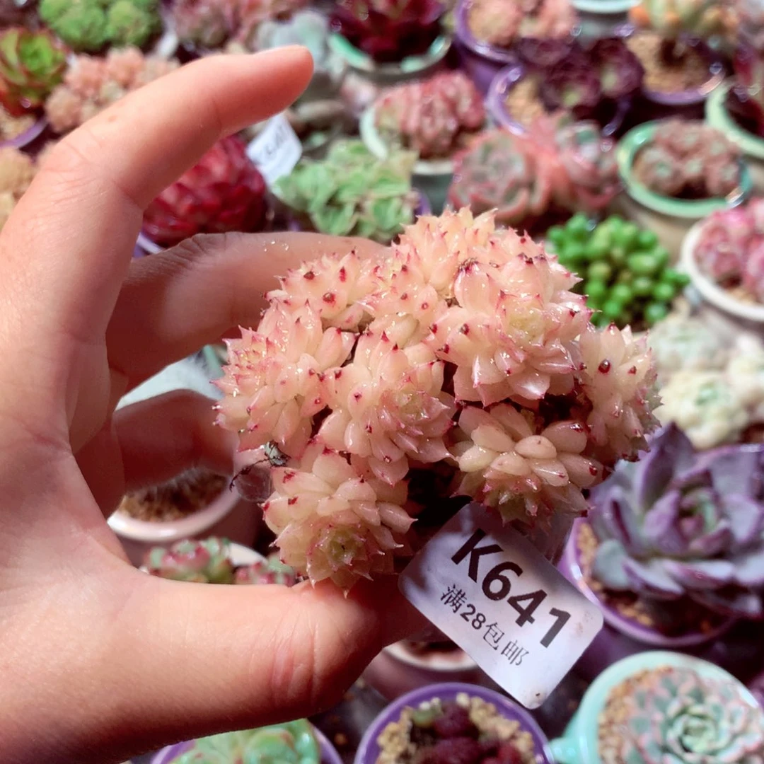 精拇母指盆多肉K6.18641