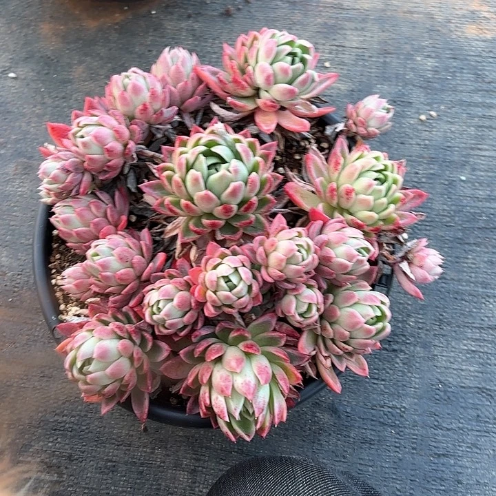 多肉植物，红女巫