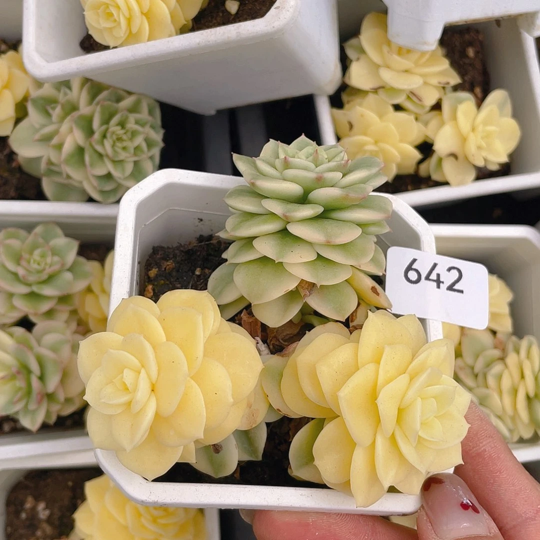642。蜡牡丹锦。        量拍。