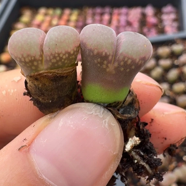 467两颗88590880088