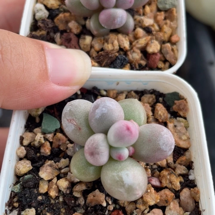 艳***俩一起小糖豆啊啊啊啊啊