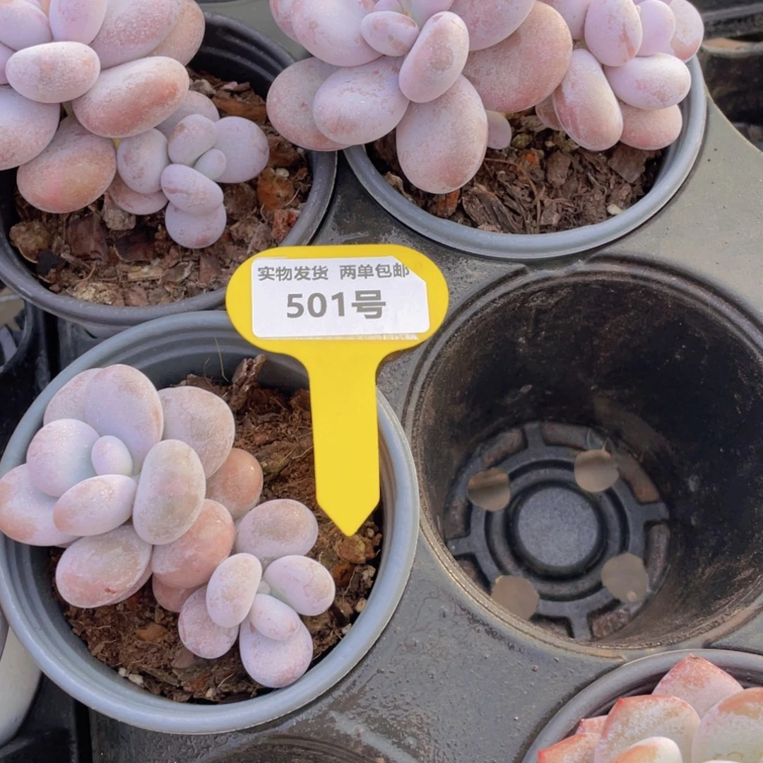 501号 原始奶酪双头起一个