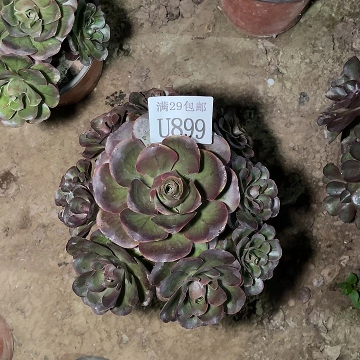 899魅金玫瑰    多肉植物