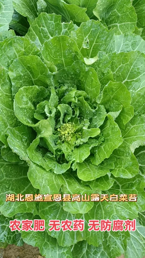 湖北恩施高山5号白菜苔新鲜时令蔬菜 露天种植打过霜