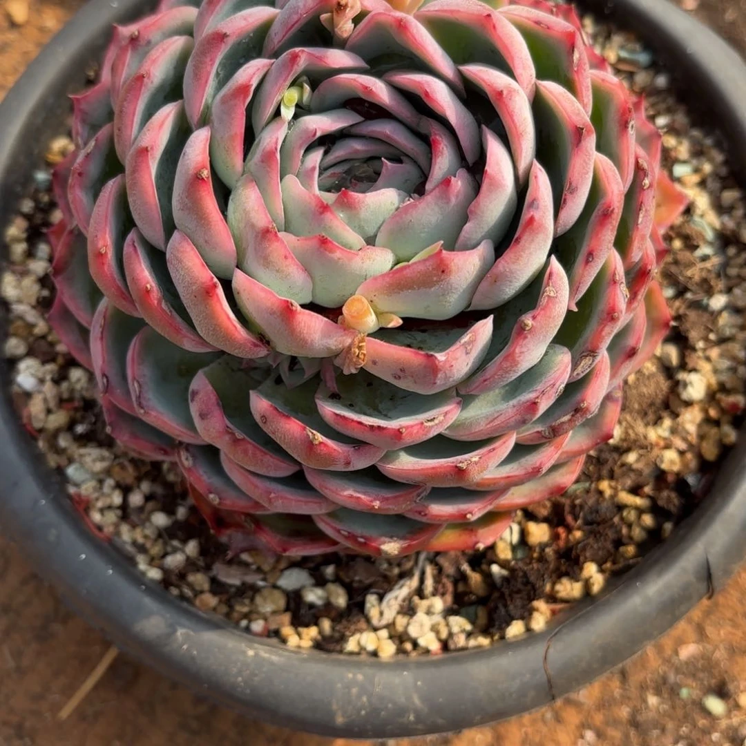 陈雁云姐的侧影养手捧