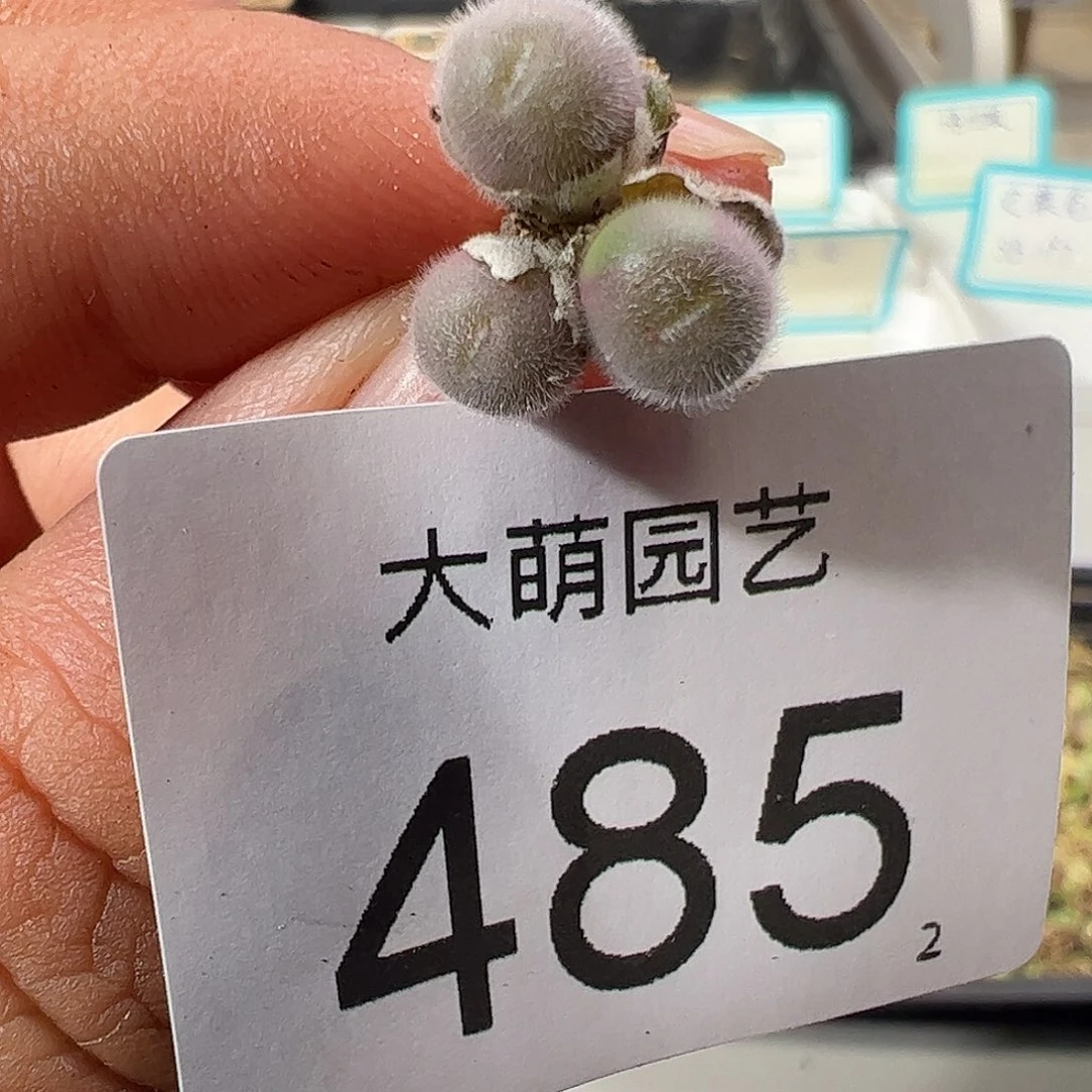 0000485 一物一拍……