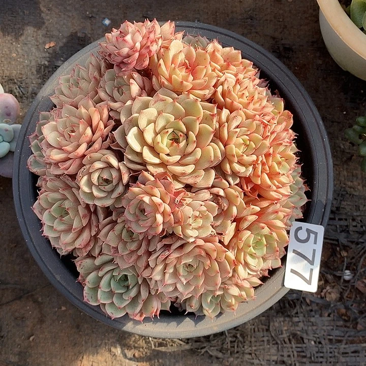 577本吧一物一拍多肉