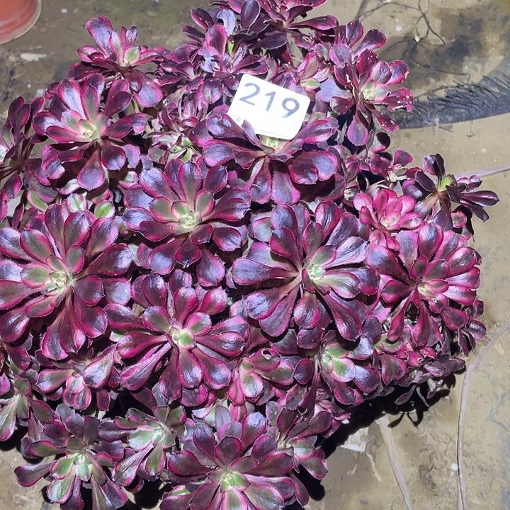多肉植物断枝不包219丽娜朵朵
