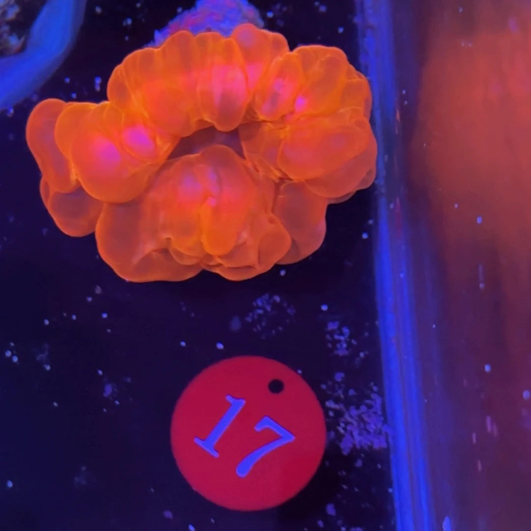 无花朵万鱼来朝海水观赏