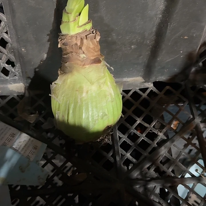 格兰迪斯直径7+进口球