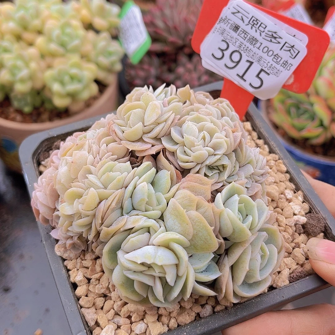 3915蓝色惊喜缀多肉植物