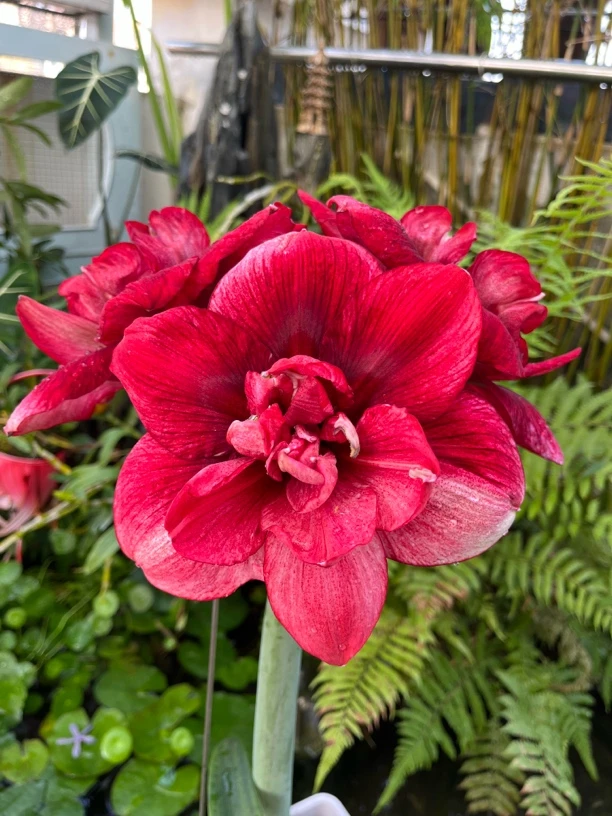 （笑脸）澳朱顶红重瓣朱顶红种球朱顶红送肥料