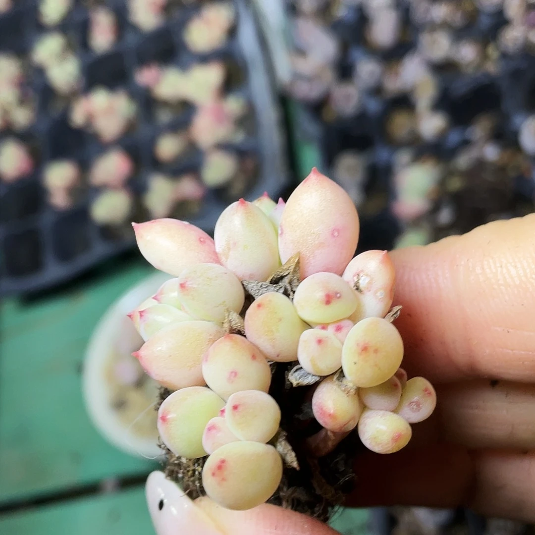 慧***多肉植物的生长发育和生长发育等方面