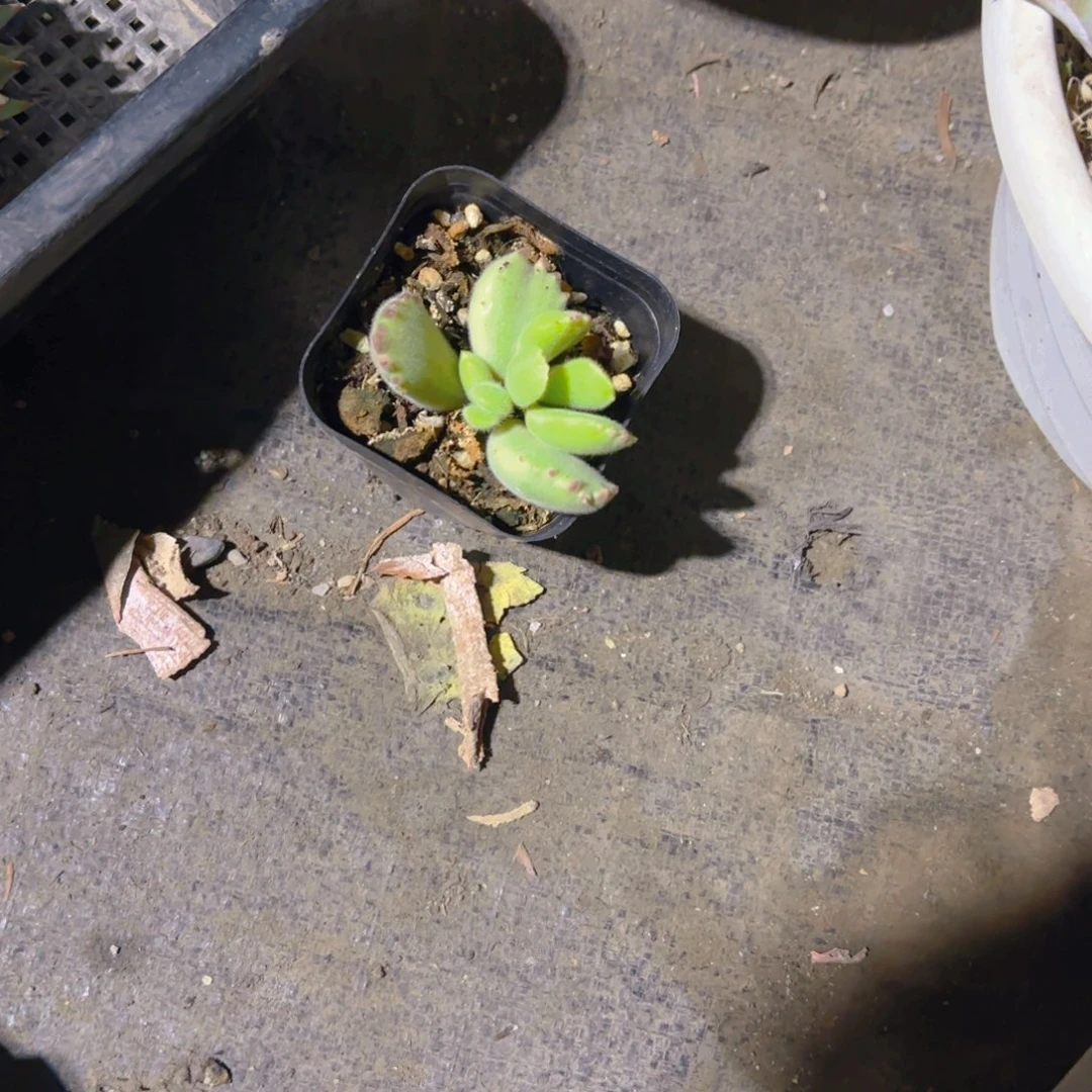闲***人爱心加白熊新疆包邮