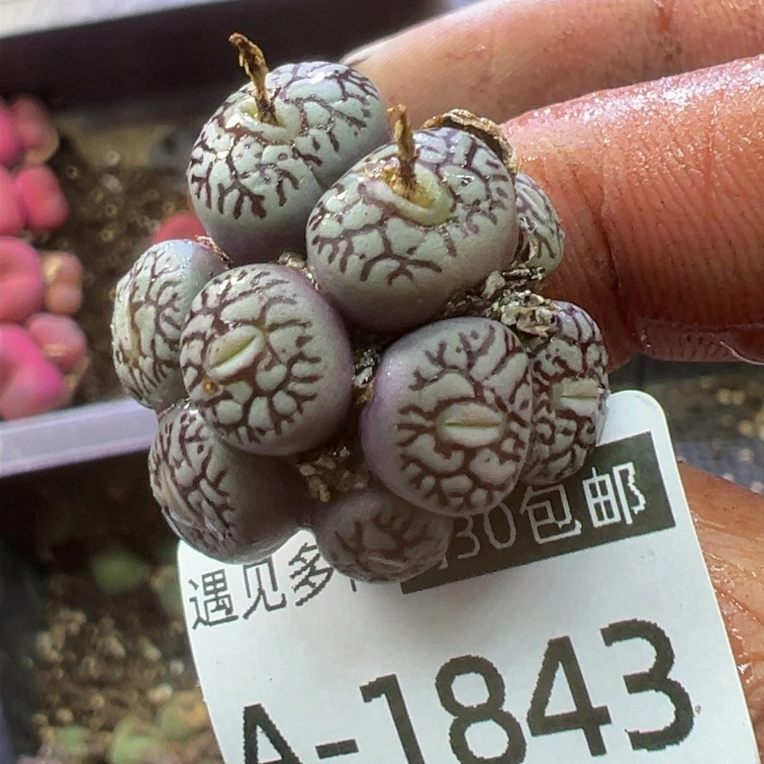 多肉植物11111111111111