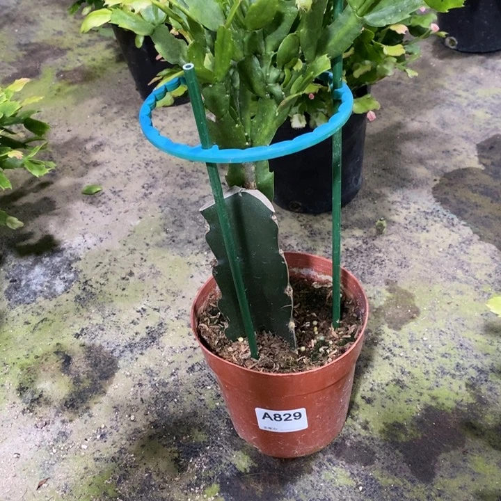 当前无花栽培后可以开花平****。829嫁接红色索菲亚