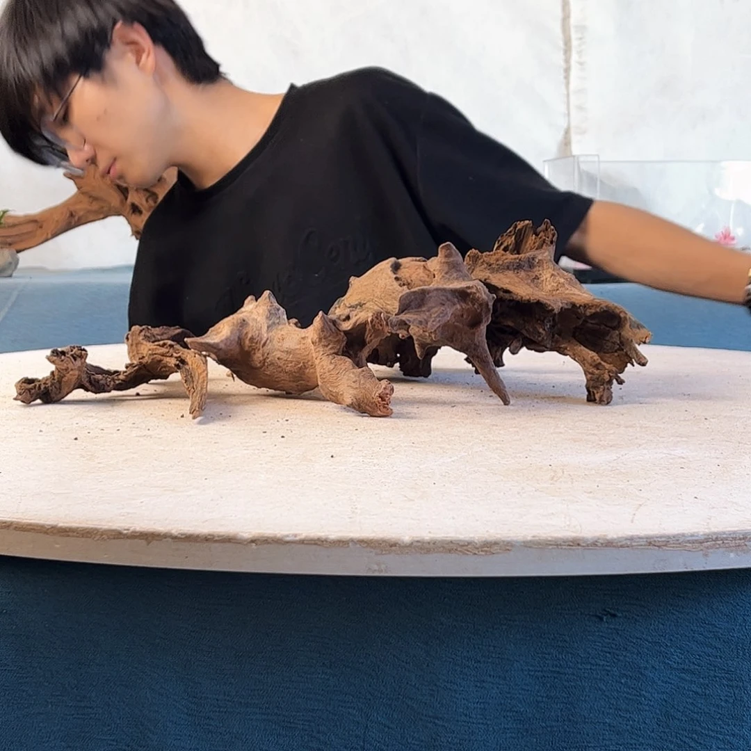 沉木造景爬宠造景