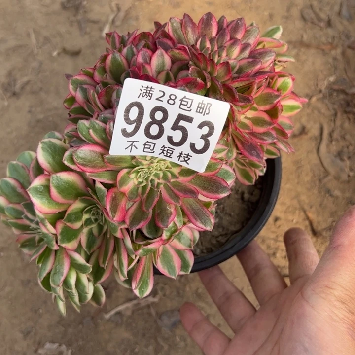 倾城缀多肉植物法师9835