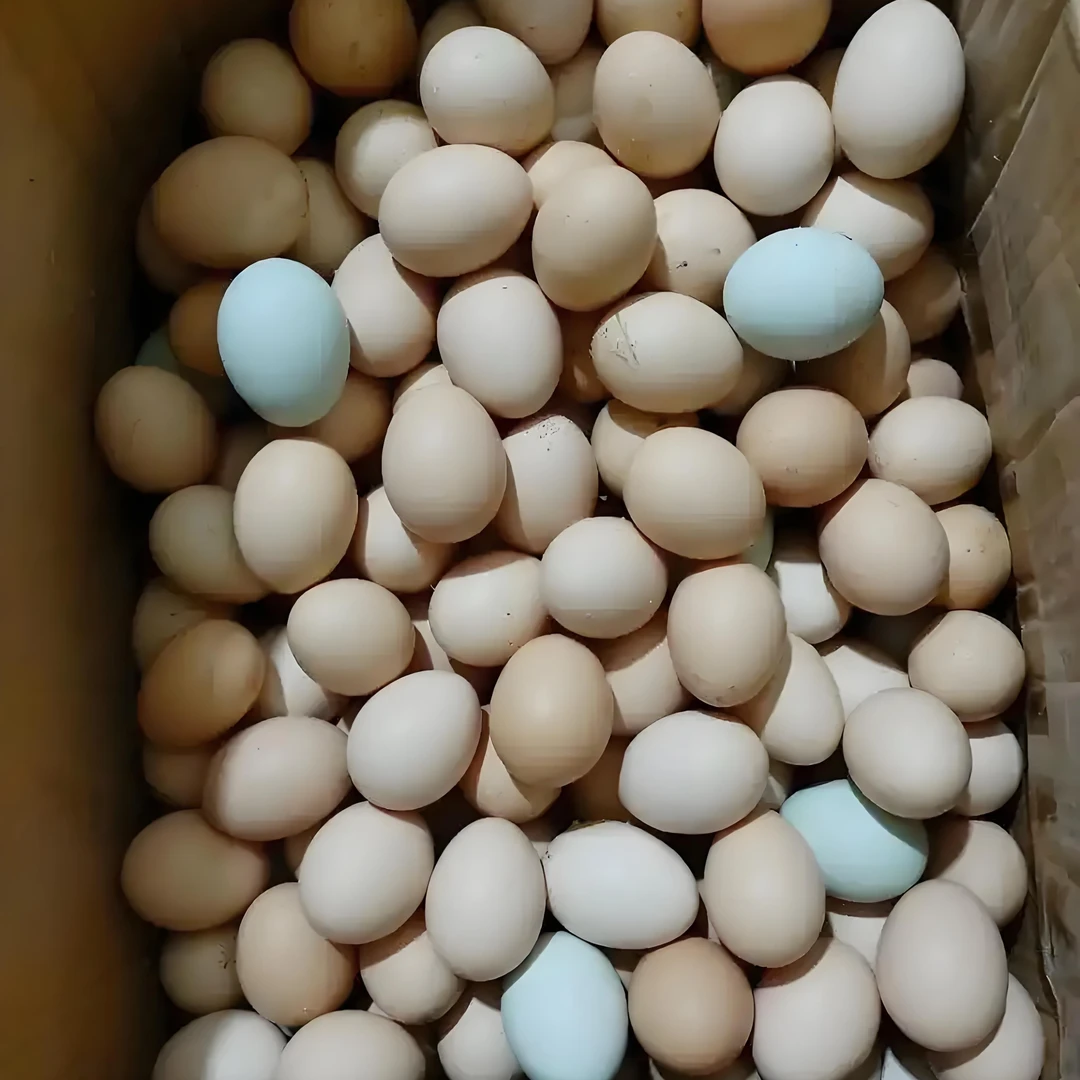 自家散养土鸡蛋  鲜鸡蛋 新鲜营养