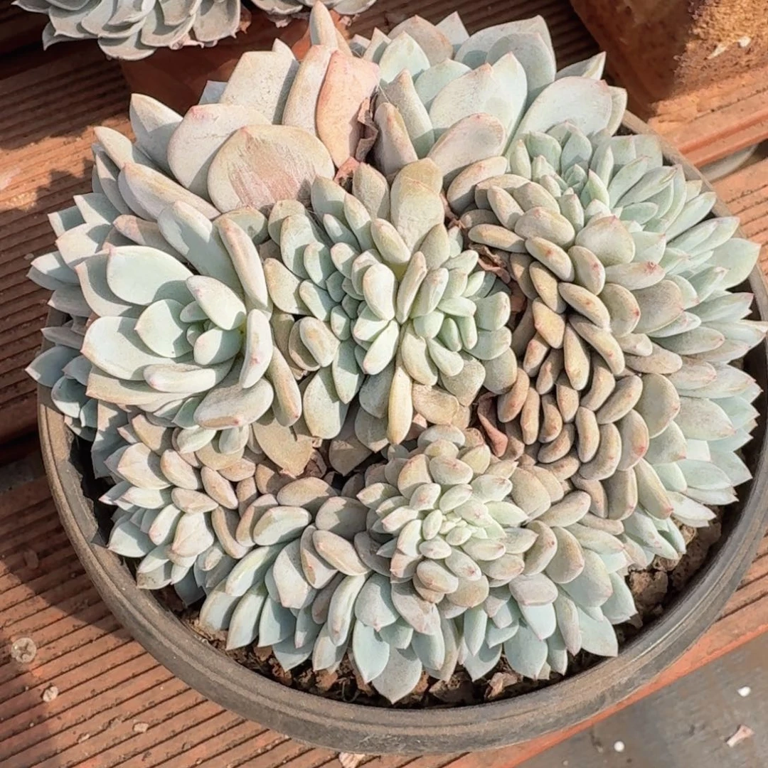 ?***?孤品大橙子缀化多肉带盆