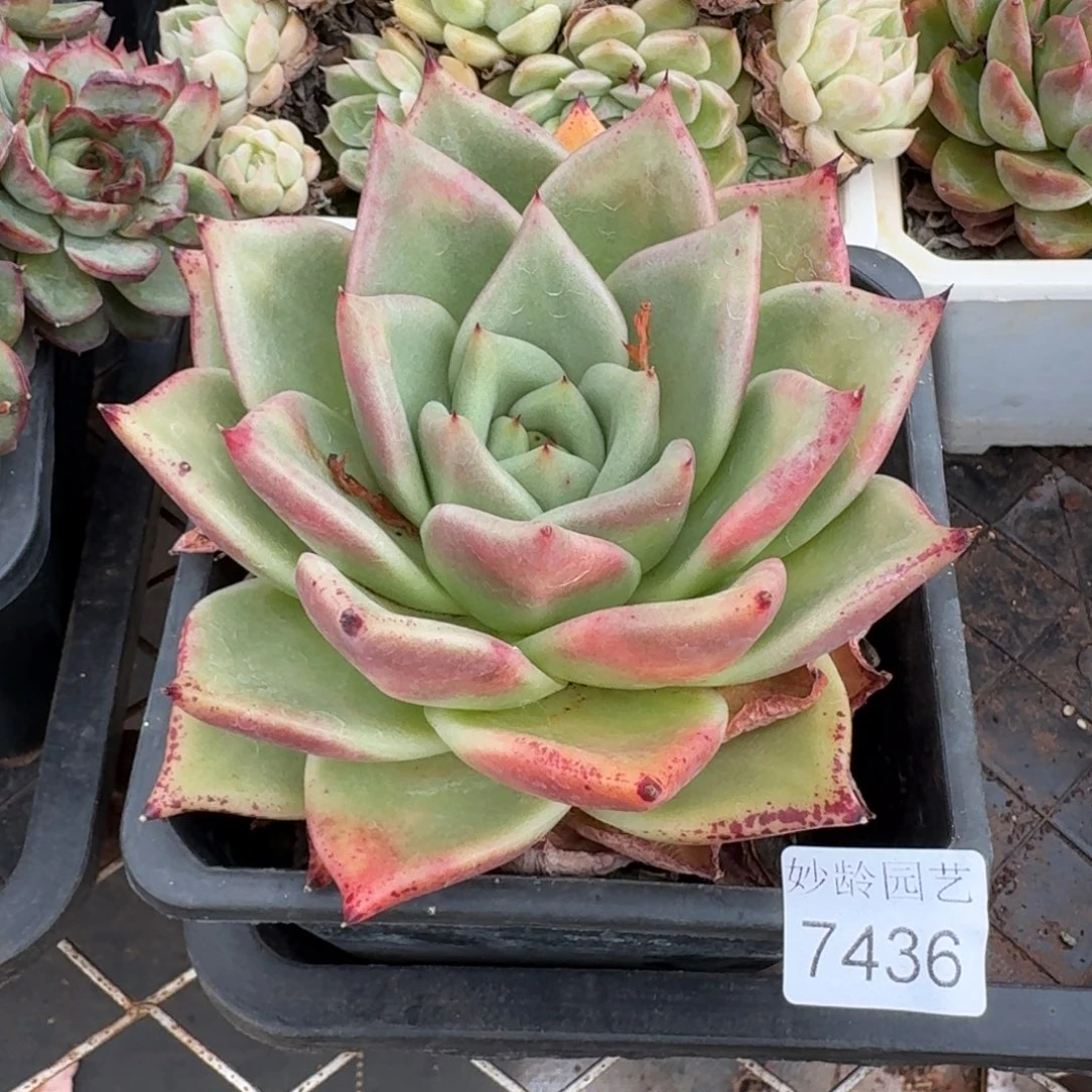 叮***57436杂交多肉植物基地