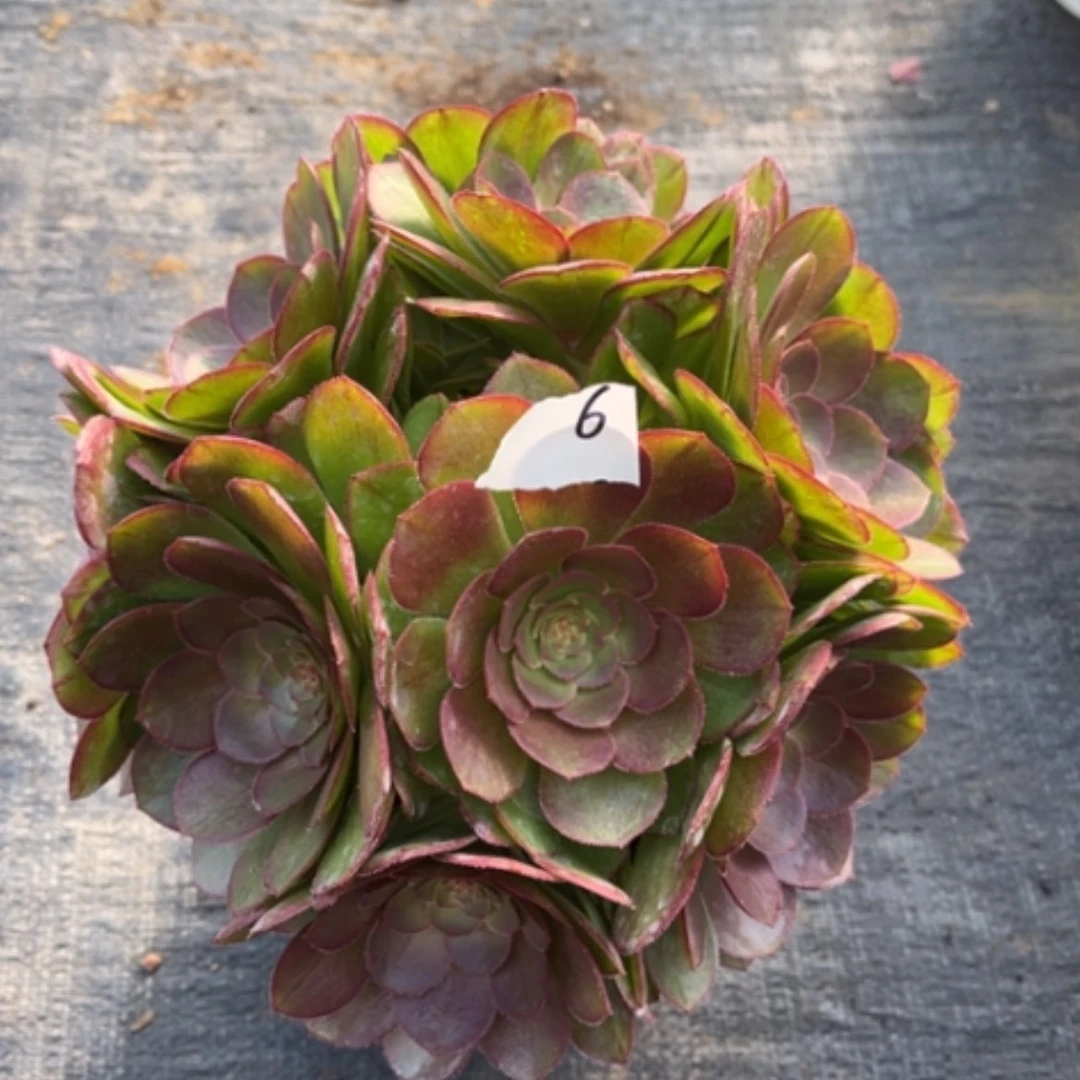 【闪购商品】6莎啦碗多肉法师