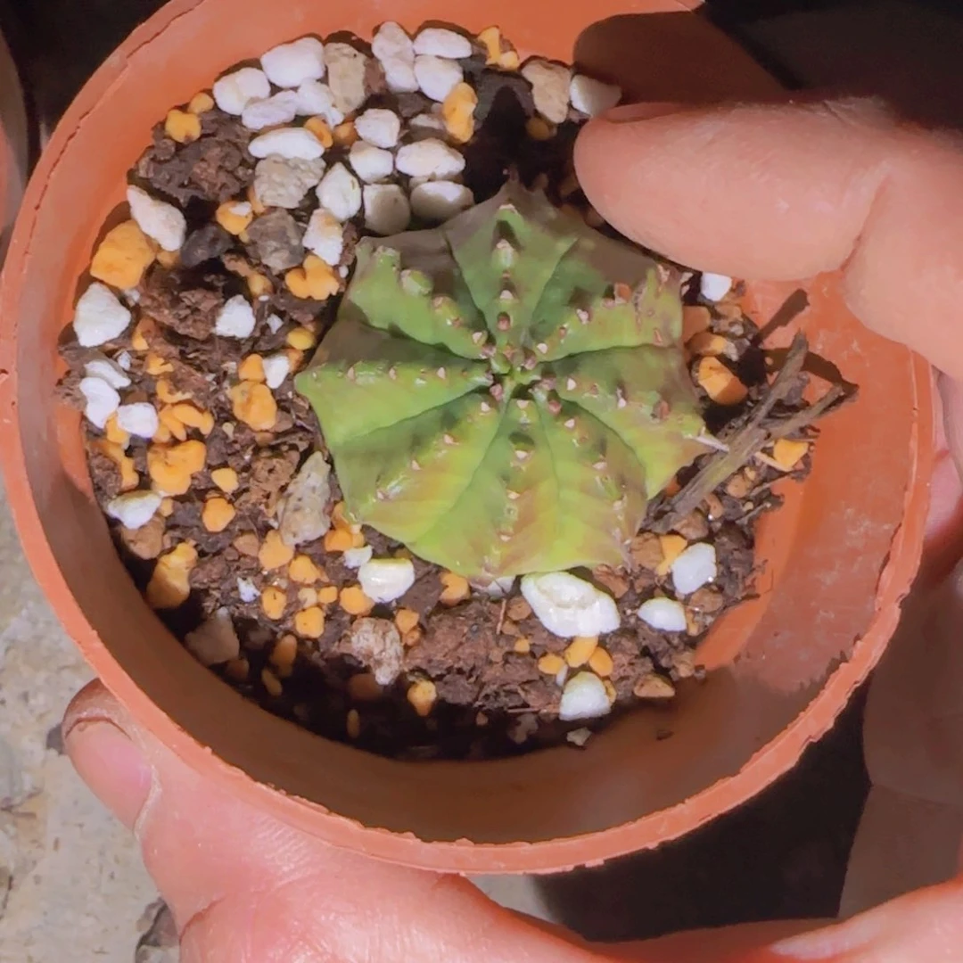 王**贵块根植物块根植物