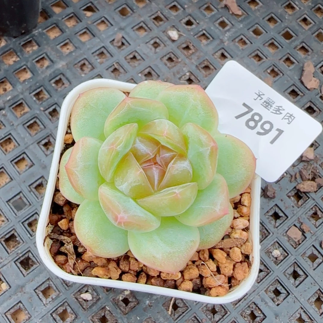 栀子花，7891多肉植物
