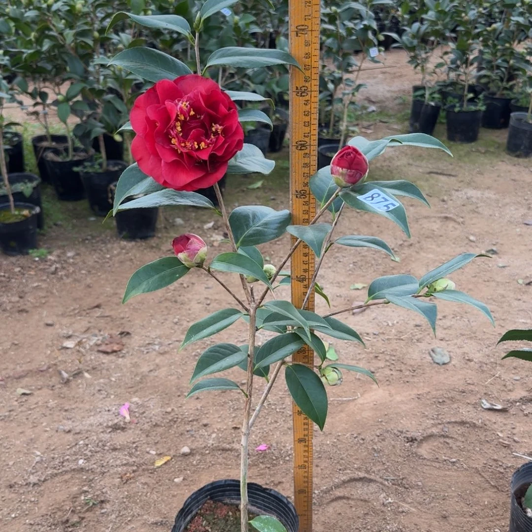 少量花朵（建议范围：2朵-5朵 或40%以下）875圣诞帽