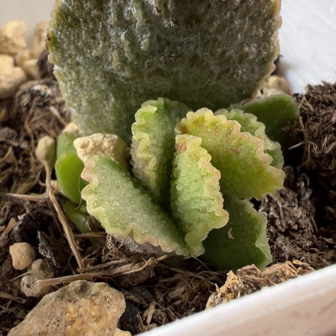爱丽丝水泡多肉植物水泡