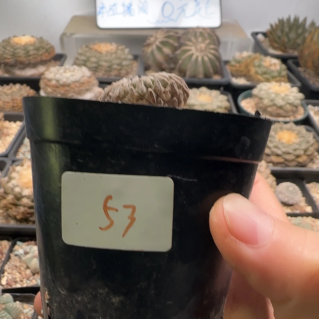 仙人球 111111111111111