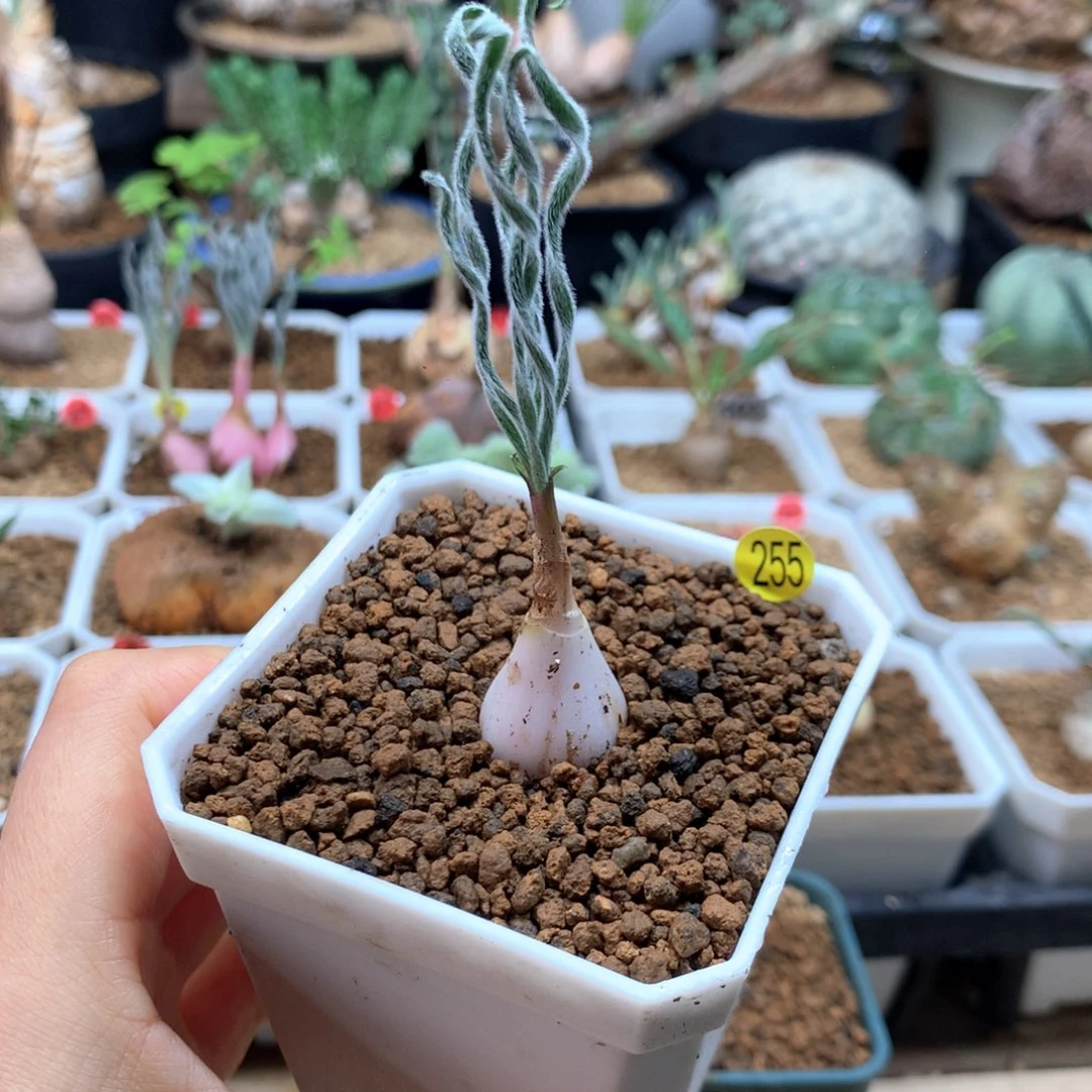 G属毛蚊香母本带盆255